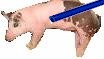 acrylic plastic pig pipes